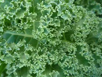 Kale Borecole Vates Blue Curled 800 Seeds (certified Organic) • £2.29