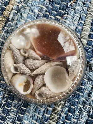 Vintage Domed Clear Round Glass Magnifying Paperweight SEASHELLS 3  Diameter  • $8.99