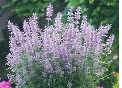 Agastache Rose Mint  Herbaceous MINI Plug Plants Pre Order Free Postage • £13.99