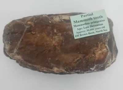 Fossilised Partial Mammoth Tooth Discovered In The North Sea 890g • £44.99