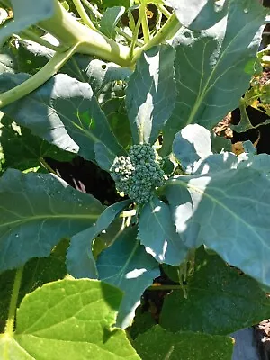 5 Broccoli Plants Plugs Seedlings  Super-fast Growth • $10.99