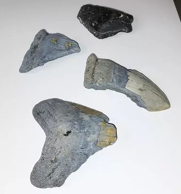 Lot Of 4 - Megalodon Shark Tooth Fossils - Enamel On 2 Of The 4 Teeth (Genuine) • $44.88