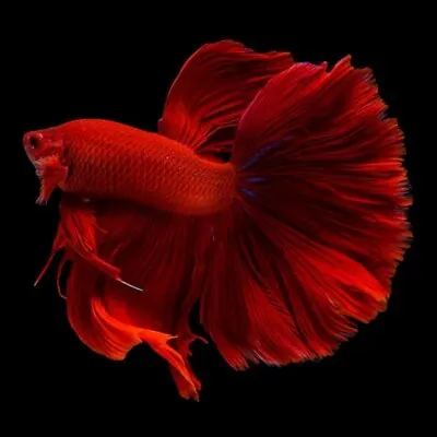 Halfmoon Red Betta Male | Betta Splendens | Labyrinth Fish | Siamese Fish • £29.70