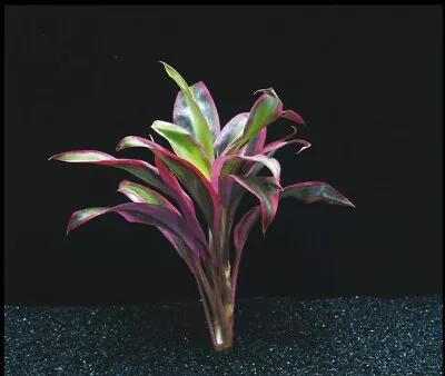 £4 • Buy CORDYLINE RED EDGE AQUARIUM PLANTS AQUATIC LIVE FISH TANK POND Fish Tank Plants