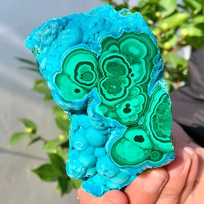 328G Natural Tortoise Malachite Transparent Cluster Coarse Mineral Sample • $11.06