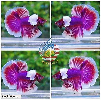 Live Betta Fish High Quality Halfmoon HM Male Lavender Dumbo  • $23.75