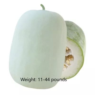 50pcs+ Wax Gourd Seeds White Ash Gourd Seeds Winter Melon Seeds 冬瓜种子 • $2.99