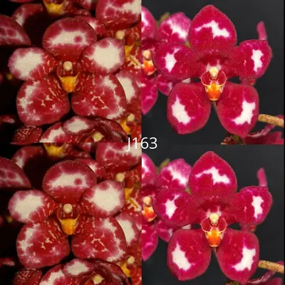 $12 • Buy Sarcochilus Orchid Seedling. J163 (Kulnura Iridessa 'edge' X Kulnura Rage 'Flash