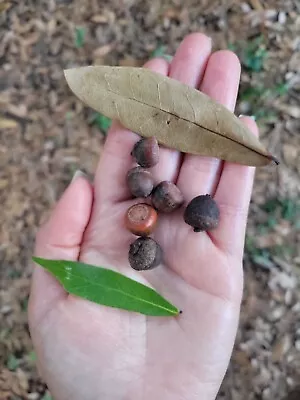 20 Laurel Oak Acorns • $14.99