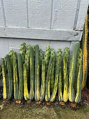 Variegated Cactus Cluster Of 2 • $135