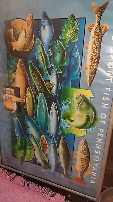 Miller High Life Beer Poster 31x21in Framed Sportfish Of Pennsylvania PA • $70