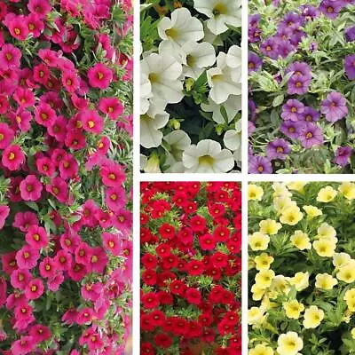 T&M Calibrachoa Million Bells Mix Garden Patio Half-hardy Annual Postiplugs • £12.99