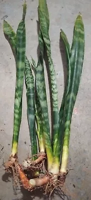Rooted Sansevieria Draceana Snake Plant Mother In Law's Tongue - Air Purifying  • $10