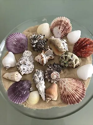 20 Mixed Large 5/8cm Exotic Natural Scallops Sea Shells Aquarium Hermit Crafts • £4.75