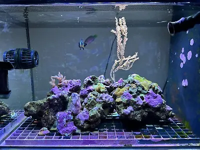 Full Setup Fluval Sea EVO 52L Marine Reef Saltwater Aquarium Corals Clown Fish • £350