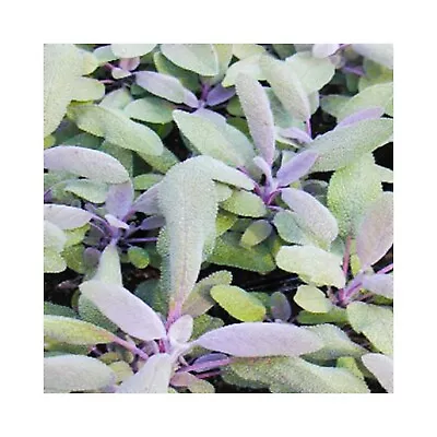 6 Purple Sage Herb Plug Plants *Perennial Herb* Herb Plants - Grow Your Own • £12.99