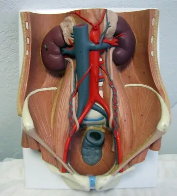 Vintage 3B Medical Anatomical Model Female Reproductive Organs • $299.99