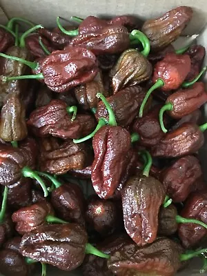 LOT OF 3 CHOCOLATE NAGA VIPER 75 Day+ Old Super Hot Pepper LIVE PLANTS • $22