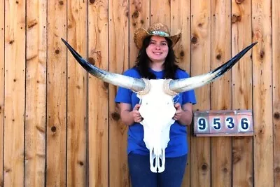 Steer Skull Polished Long Horns Mounted Art!! 3' 5  Cow Bull Longhorn H9536 • $274.95