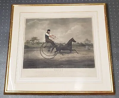William Hind Daisy Trotting Pony Proof Engraving Sulky Harness Horse Racing Art • $599.99