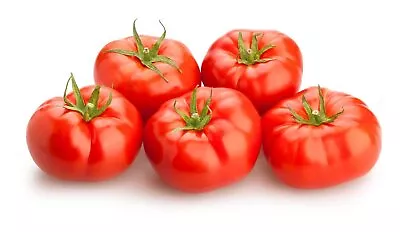 Red Beef Tomato Plug Plants Grow Your Own Fruit Ready To Plant Now • £9.99