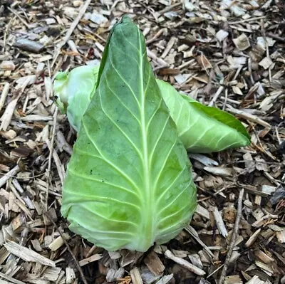 Cabbage Greyhound Hispi Sweetheart Pointed Vegetable 50 Seeds Approx • £1.89