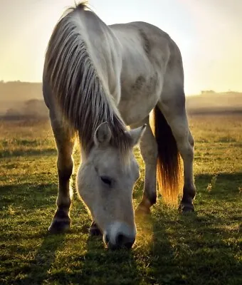 20 Kg Permanent Horse Pasture Grass Seeds.  Horse Grazing & Pony Paddocks • £89.60