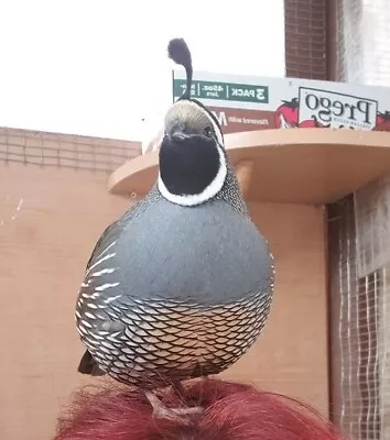 12 Plus +  California Valley Quail Hatching Eggs .WILL SHIP NEXT DAY • $26