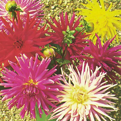 Dahlia - Cactus Mixed - Kings Seeds Pictorial Pack - 35 Seeds • £2.15