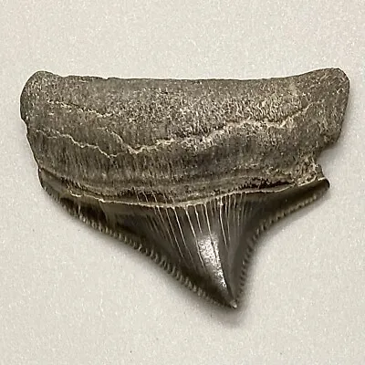 Collector Quality Posterior Tooth 1.30  Fossil MEGALODON Shark Tooth • $69