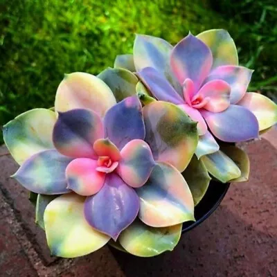 Echeveria Sunrise Surprise Succulent Seeds X40 • $19.95