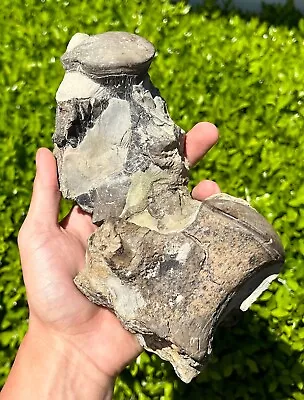 DOUBLE Fossil Mosasaur Vertebrae In Matrix Dinosaur Bones Texas Ozan Formation • $499.99