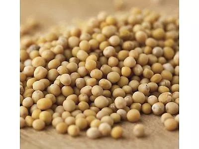 Bulk 2 Lb Yellow MUSTARD SEED - North American #1 Spice - Seeds W/ No Additives • $16.99