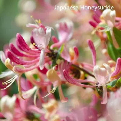 $19.95 • Buy PREMIUM HIGHLY SCENTED REED DIFFUSER REFILLS - Japanese Honey Suckle Fragrance