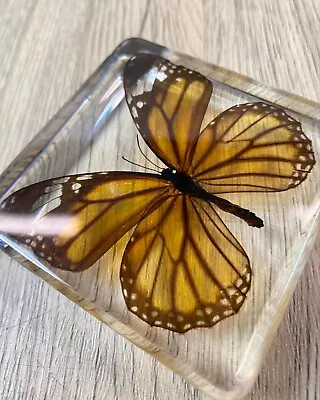 Monarch Butterfly Insect Taxidermy Clear Acrylic Resin Paperweight Entomology • £19.99