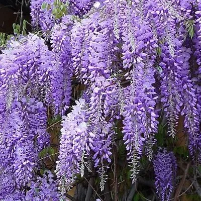 £24 • Buy 3L Wisteria Sinensis 'Prolific' Climber 90cm 