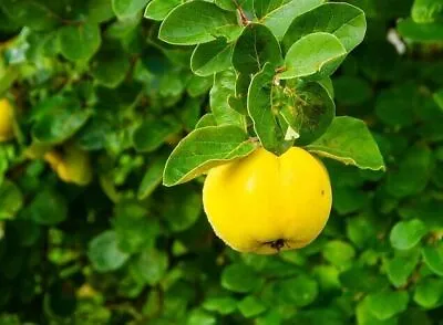 QUINCE TREE - 2x FRESH UNROOTED CUTTINGS • £21.05