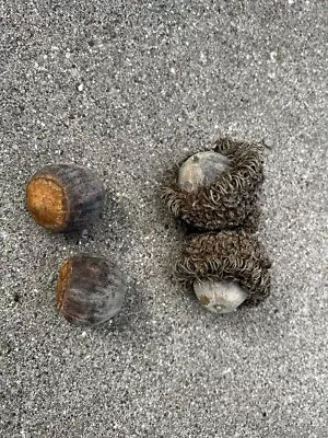 12 BUR OAK ACORNS - Quercus Macrocarpa  Burr Oak Acorns Without The Crowns • $8.50