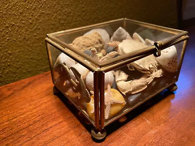 Pottery Barn Nautical Brass Glass Seashell Starfish Turtle Curiosity Object Box • $28.90