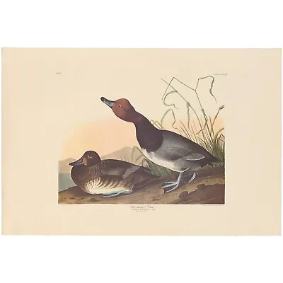 $300 • Buy Audubon Amsterdam Ed Double Elephant Folio Lithograph Pl 322 Red-headed Duck