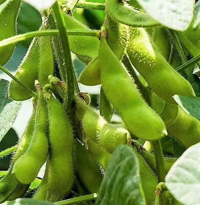 Triple Play Japanese Edamame Soy Bean Seeds | USA Chinese Asian Vegetable 2024 • $3.95