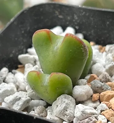 Mesembs Plant--Conophytum Bilobum 3-4 Head Cluster • $25