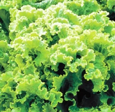 Green Ice Leaf Lettuce Seeds | NON-GMO | Heirloom | Fresh Garden Seeds • $160