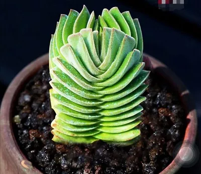 #SOLD OUT# Buddha Temple # Cutting #1cm Di Crassula 🏵️limited One Buy Succulent • $3