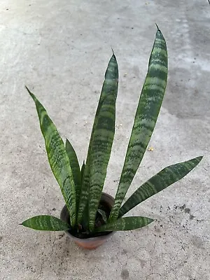 Snake Plant With Pot Mother-In-Law Sanseveria Live Plant Easy To Grow • $21.99