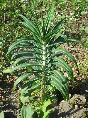 £5.36 • Buy Caper Spurge   Euphorbia Lathyris   10 Seeds   