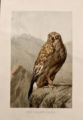 £5 • Buy Antique Victorian Ornithology Print Golden Eagle