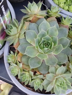 Large Potted Sempervivum Joubarbe Tectorum Potted Plant • £6.50