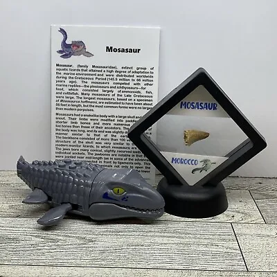 Mosasaur Extinct Marine Reptile Dinosaur Tooth Fossil In Case With Toy • $15.99