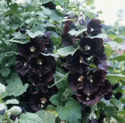 Hollyhock 'Alcea Rosea Black Watchman' Perennial Garden Plug Plants Pack X6  • £5.95